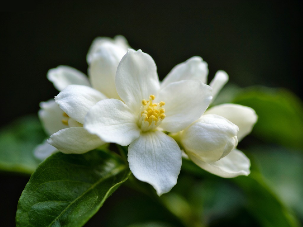 Close-up of fresh white jasmine flowers with yellow centers, green leaves, dark background, soft natural light
