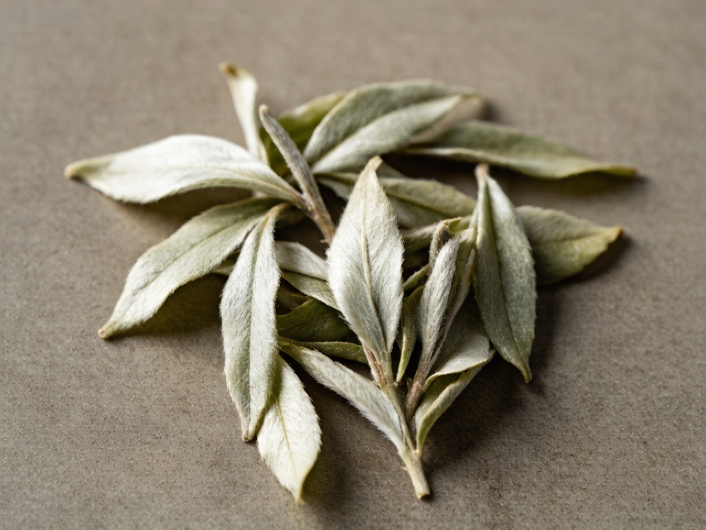 High quality white tea leaves, silvery buds and tender leaves on grey stone surface, natural soft light, premium aesthetic